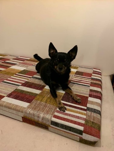 Materassino per cani misura - materassino,